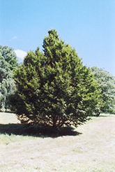 American Hornbeam (Carpinus caroliniana) at Sargent's Nursery