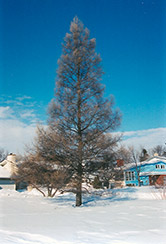 Tamarack (Larix laricina) at Sargent's Nursery