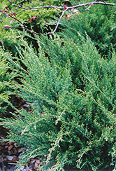 Sea Green Juniper (Juniperus chinensis 'Sea Green') at Sargent's Nursery