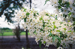 Snowdrift Flowering Crab (Malus 'Snowdrift') at Sargent's Nursery