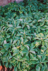 Japanese Spurge (Pachysandra terminalis) at Sargent's Nursery