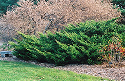 Sea Green Juniper (Juniperus chinensis 'Sea Green') at Sargent's Nursery