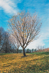 Autumn Gold Ginkgo (Ginkgo biloba 'Autumn Gold') at Sargent's Nursery