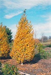 Whitespire Birch (Betula populifolia 'Whitespire') at Sargent's Nursery