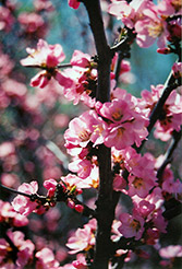 Flowering Plum (Prunus triloba) at Sargent's Nursery