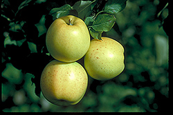 Honeygold Apple (Malus 'Honeygold') at Sargent's Nursery