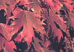 Firefall Maple (Acer x freemanii 'Firefall') at Sargent's Nursery