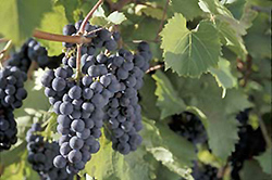 Marquette Grape (Vitis 'Marquette') at Sargent's Nursery