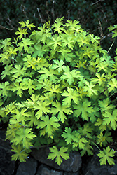 Ann Folkard Cranesbill (Geranium 'Ann Folkard') at Sargent's Nursery