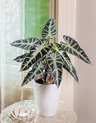 Mythic Bambino Jewel Alocasia (Alocasia x amazonica 'Bambino') at Sargent's Nursery