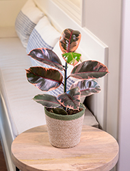 Chroma Belize Rubber Plant (Ficus elastica 'Belize') at Sargent's Nursery