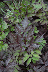 Black Negligee Bugbane (Actaea racemosa 'Black Negligee') at Sargent's Nursery