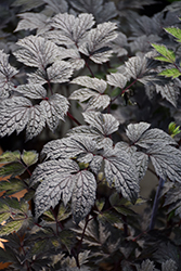 Chocoholic Bugbane (Actaea racemosa 'Chocoholic') at Sargent's Nursery