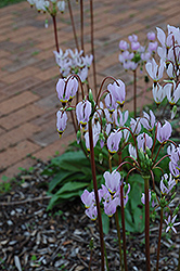 Shooting Star (Dodecatheon meadia) at Sargent's Nursery