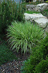 Variegated Moor Grass (Molinia caerulea 'Variegata') at Sargent's Nursery