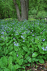 Virginia Bluebells (Mertensia virginica) at Sargent's Nursery