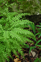 Northern Maidenhair Fern (Adiantum pedatum) at Sargent's Nursery