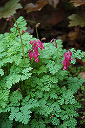 King of Hearts Bleeding Heart (Dicentra 'King of Hearts') at Sargent's Nursery