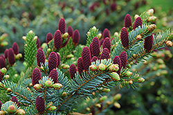 Red Cone Spruce (Picea abies 'Acrocona') at Sargent's Nursery