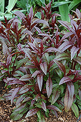 Husker Red Beard Tongue (Penstemon digitalis 'Husker Red') at Sargent's Nursery