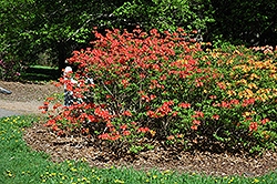 Mandarin Lights Azalea (Rhododendron 'Mandarin Lights') at Sargent's Nursery