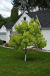 Princeton Gold Maple (Acer platanoides 'Princeton Gold') at Sargent's Nursery