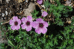 Ballerina Cranesbill (Geranium cinereum 'Ballerina') at Sargent's Nursery