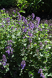 Dropmore Blue Catmint (Nepeta x faassenii 'Dropmore Blue') at Sargent's Nursery