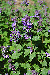 Dropmore Blue Catmint (Nepeta x faassenii 'Dropmore Blue') at Sargent's Nursery