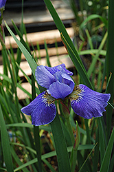 Silver Edge Siberian Iris (Iris sibirica 'Silver Edge') at Sargent's Nursery