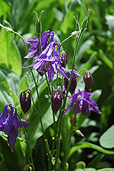 Alpine Columbine (Aquilegia alpina) at Sargent's Nursery