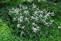 Bridal Veil Astilbe (Astilbe x arendsii 'Bridal Veil') at Sargent's Nursery