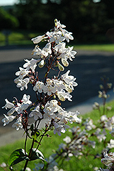 Husker Red Beard Tongue (Penstemon digitalis 'Husker Red') at Sargent's Nursery