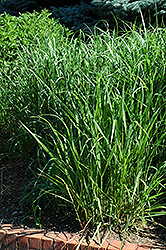 Switch Grass (Panicum virgatum) at Sargent's Nursery