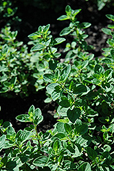 Oregano (Origanum vulgare) at Sargent's Nursery