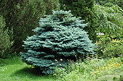 Globe Blue Spruce (Picea pungens 'Globosa') at Sargent's Nursery