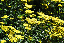 Moonshine Yarrow (Achillea 'Moonshine') at Sargent's Nursery