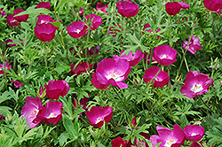 Buffalo Poppy (Callirhoe involucrata) at Sargent's Nursery