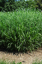 Silver Feather Maiden Grass (Miscanthus sinensis 'Silver Feather') at Sargent's Nursery