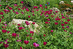 Buffalo Poppy (Callirhoe involucrata) at Sargent's Nursery