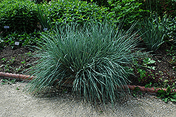 Blue Oat Grass (Helictotrichon sempervirens) at Sargent's Nursery