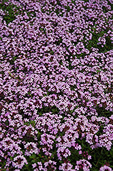 Red Creeping Thyme (Thymus praecox 'Coccineus') at Sargent's Nursery
