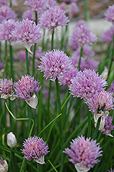 Chives (Allium schoenoprasum) at Sargent's Nursery