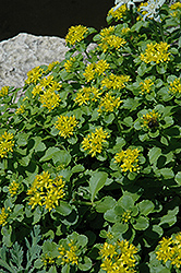 Russian Stonecrop (Sedum kamtschaticum) at Sargent's Nursery