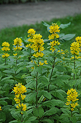 Yellow Loosestrife (Lysimachia punctata) at Sargent's Nursery