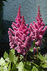 You and Me Always Astilbe (Astilbe chinensis 'Always') at Sargent's Nursery