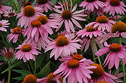 Magnus Coneflower (Echinacea purpurea 'Magnus') at Sargent's Nursery