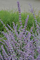 Russian Sage (Perovskia atriplicifolia) at Sargent's Nursery