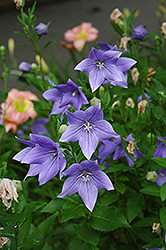 Maries Balloon Flower (Platycodon grandiflorus 'Mariesii') at Sargent's Nursery