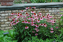 Magnus Coneflower (Echinacea purpurea 'Magnus') at Sargent's Nursery